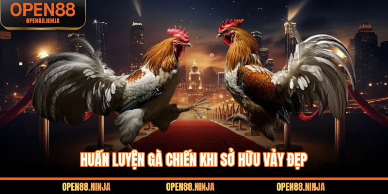 Huấn luyện gà chiến khi sở hữu vảy đẹp