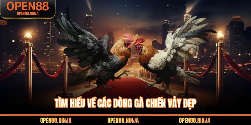 Tìm hiểu về các dòng gà chiến vảy đẹp 