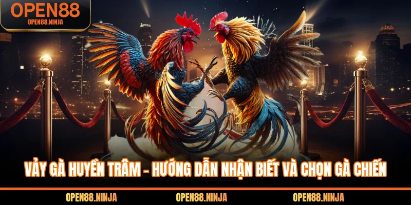Vảy Gà Huyền Trâm - Hướng Dẫn Nhận Biết Và Chọn Gà Chiến